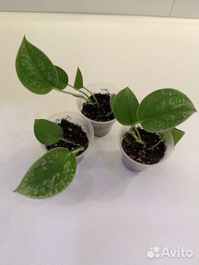 Комнатные растения по 150