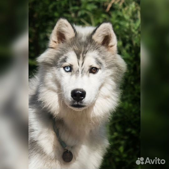 Щенок хаски с разными глазами в дар в добрые руки