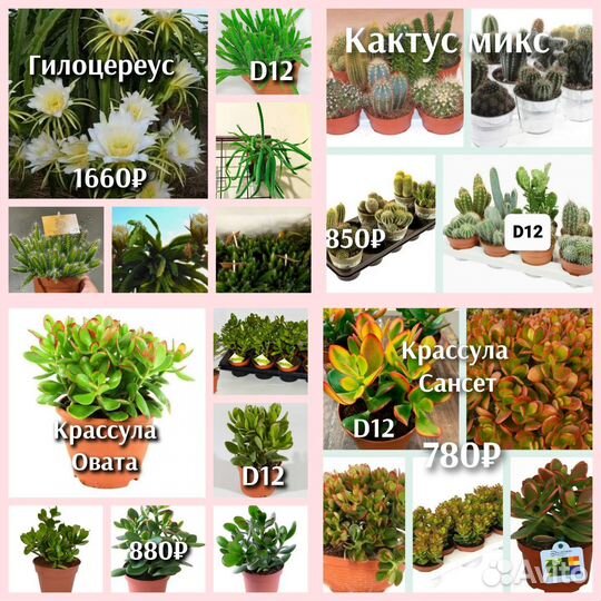 Суккуленты