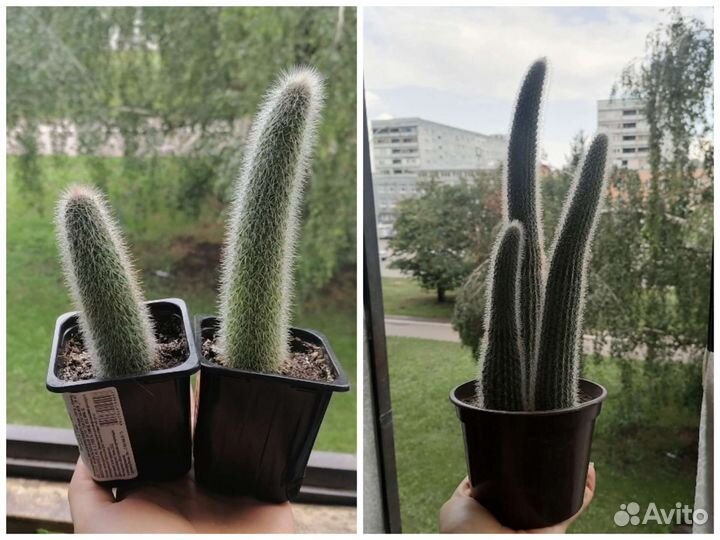 Комнатные растения