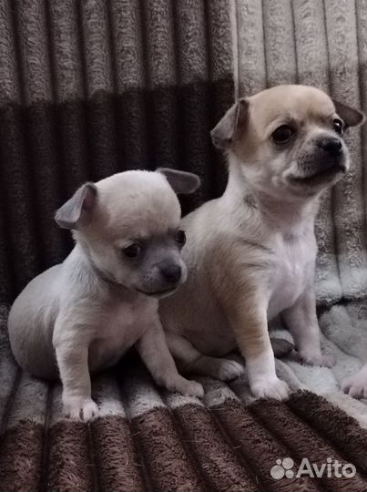 Щенки чихуахуа гладкошерстные