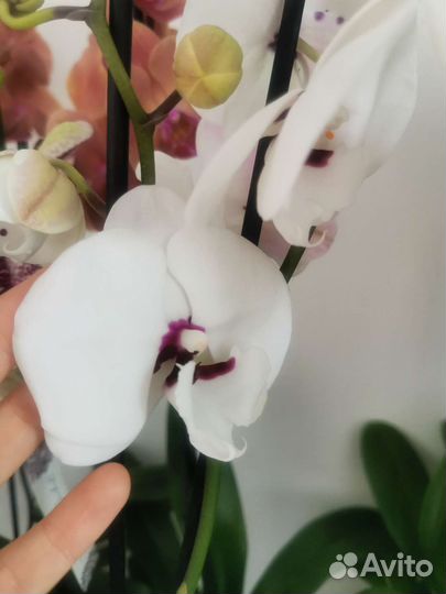 Орхидея фаленопсис Чарминг Панда азиат 1224