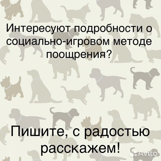 Дрессировка собак кинологический центр кинолог