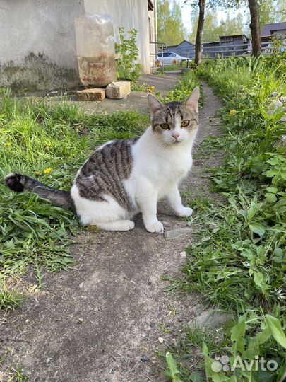 Кошка ищет дом