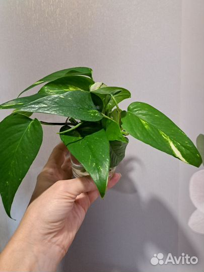 Пинатум желтый