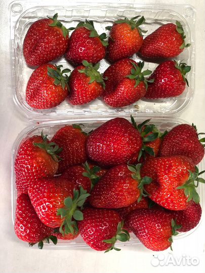 Клубника свежая местная