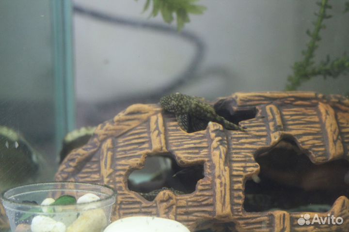 Аквариумные рыбки