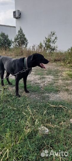 Лабрадор