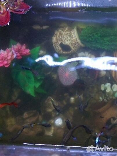 Аквариумные рыбки гуппи