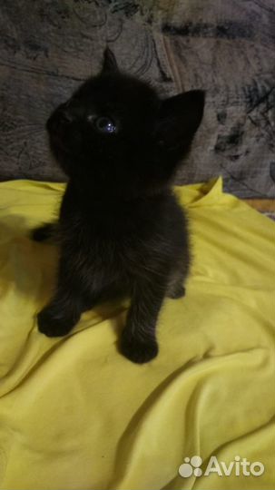Милый котёнок мальчик в дар (с гарантией)