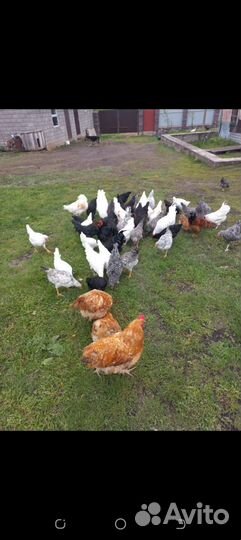 Куры молодки несушки