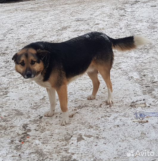 Овчар красавчик ищет хозяев