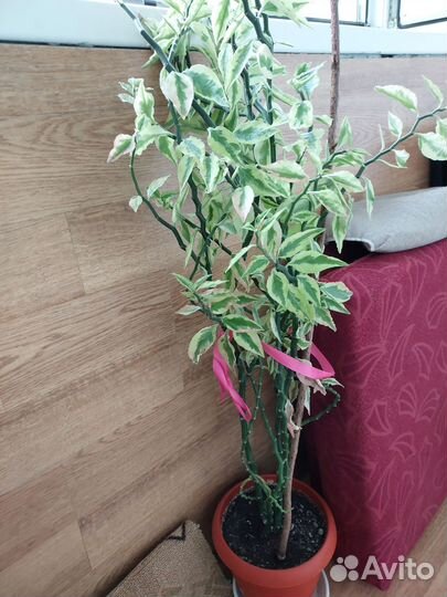 Комнатные,бегония, колерия, педилантус, эписция