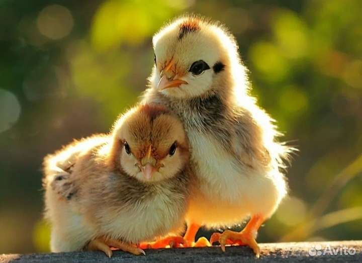 Рыбная мука