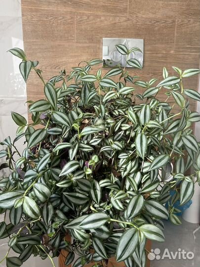 Традисканция. Пышный куст