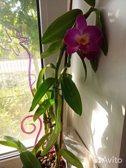 Орхидея дендробиум нобиле
