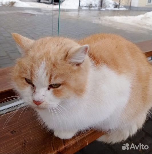 Кошечка ищет дом