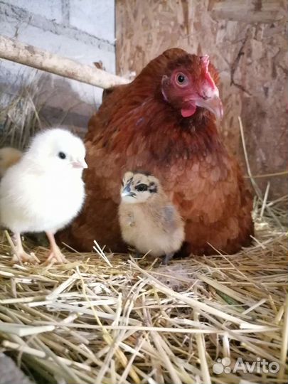 Цыпленок, доминанты, Брама