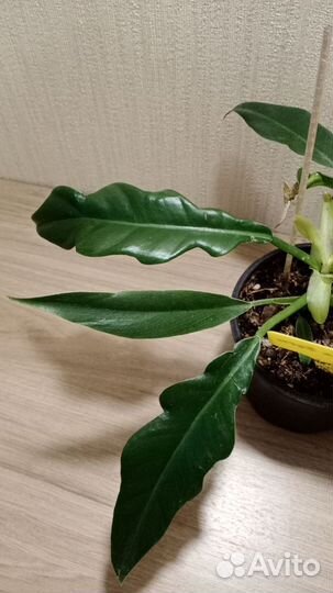 Филодендроны