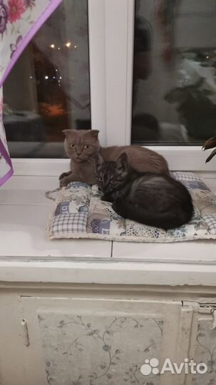 Котенок в добрые руки