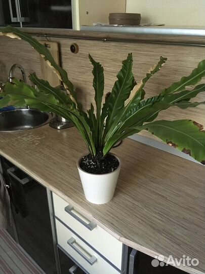 Папоротник