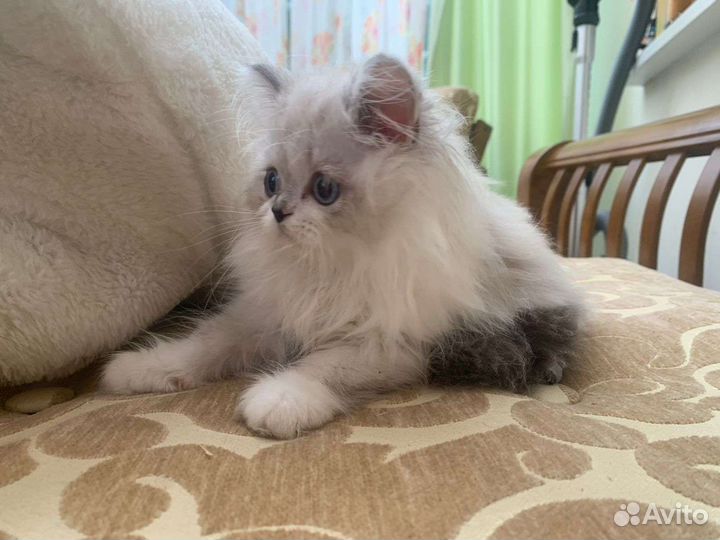 Персидские котята