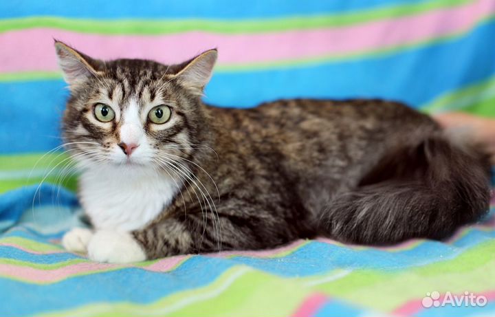 Марго -ищет дом красотка в лесной шубке