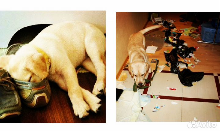 Не кинолог / Специалист по поведению собак