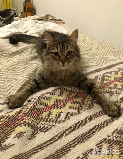 Кошка Норвежская лесная