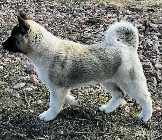 Собаки щенки
