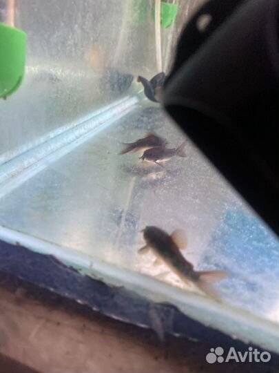 Сомики венесуэла блэк