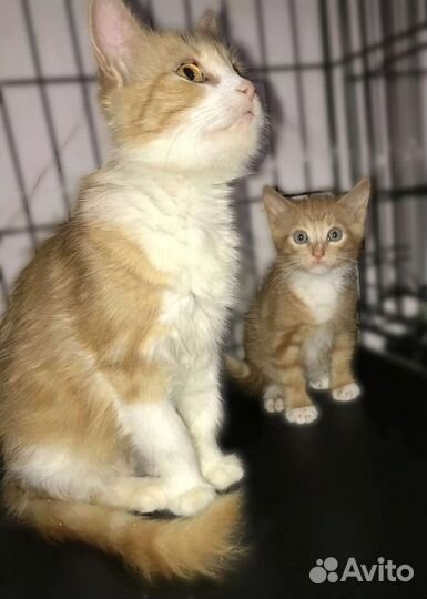 Котики с сво