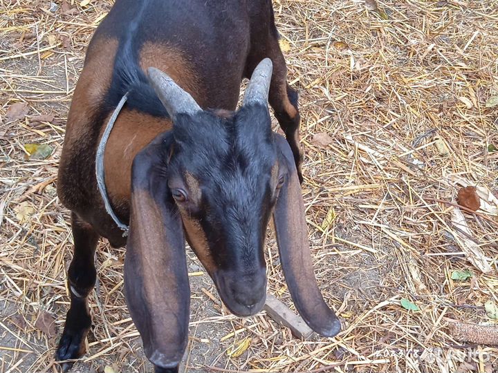 Нубийские козлята