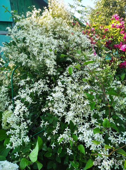 Многолетние растения для сада и дачи