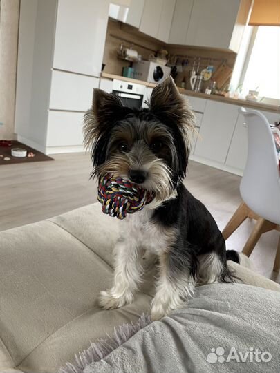 Йоркширский терьер Бивер