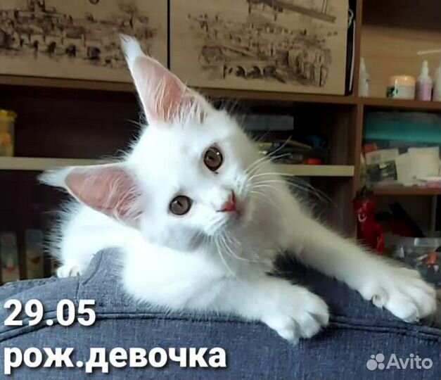 Котята мейн-кун