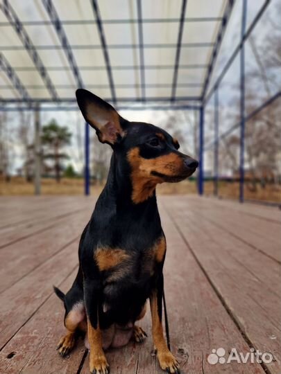 Щенки цвергпинчера