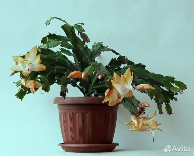 Зигокактус Шлюмбергера (Декабрист)