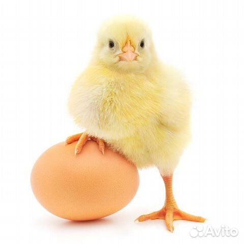 Инкубационное яйцо бройлера