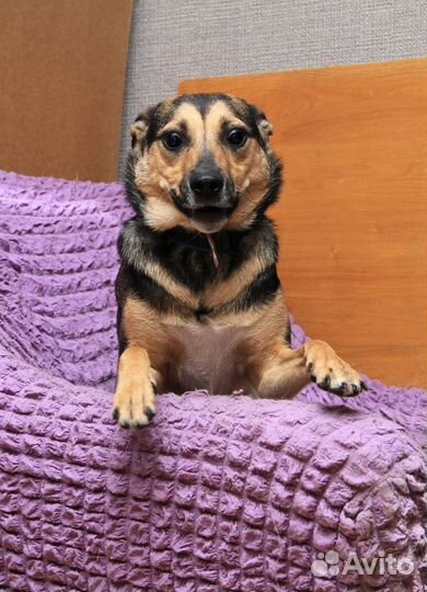 Миниатюрная собачка Суок