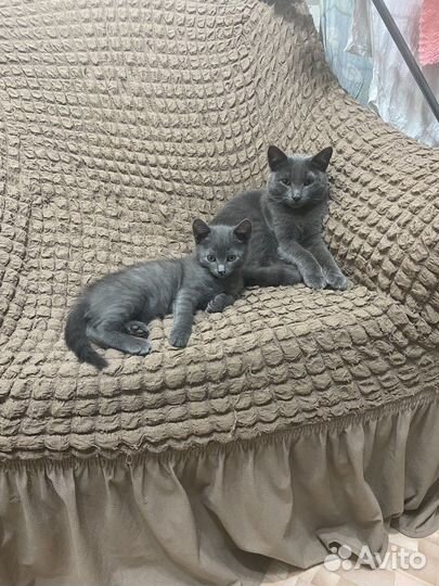 Отдам котенка (мальчик) в добрые руки