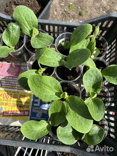 Рассада огурцов, арбузов, тыквы