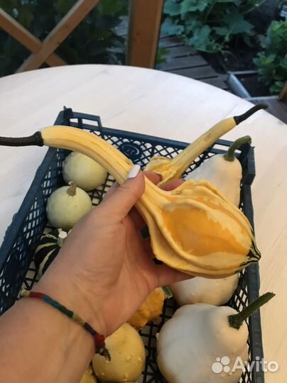 Тыква декоративная