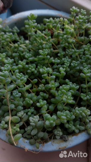 Суккуленты редкие много набор и штучно