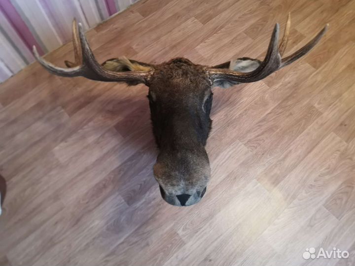 Чучело головы лося