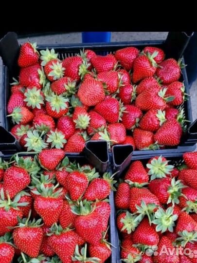 Клубника Азербайджанская