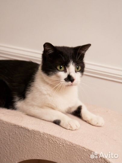 Кошка молодая бесплатно