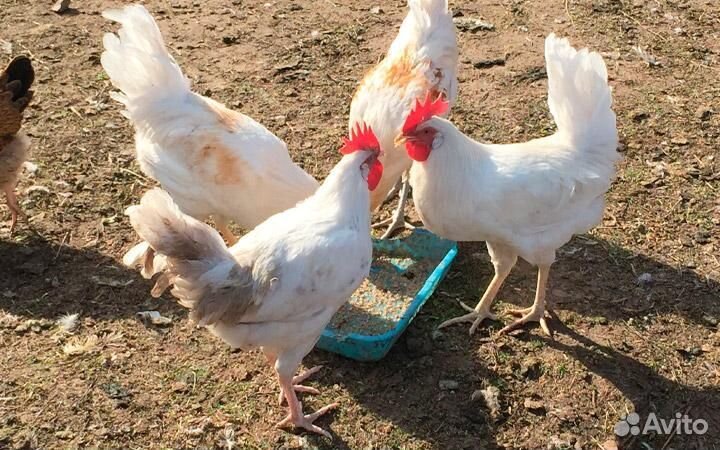 Петухи хайсекс