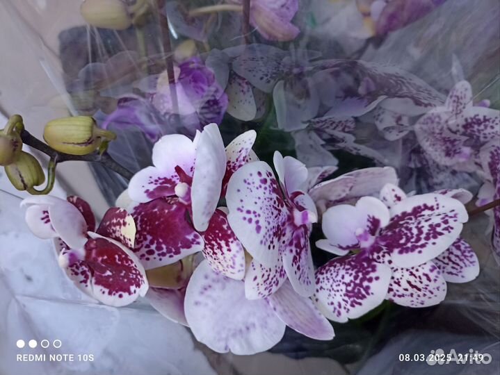 Орхидея биг лип