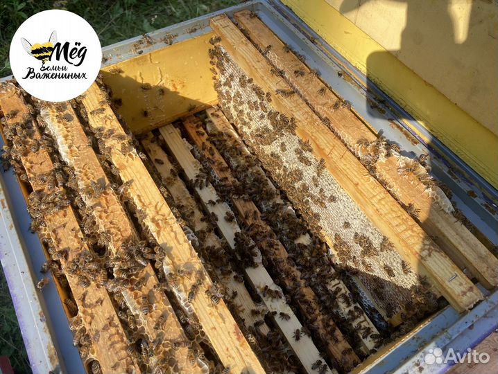 Мед натуральный со своей пасеки